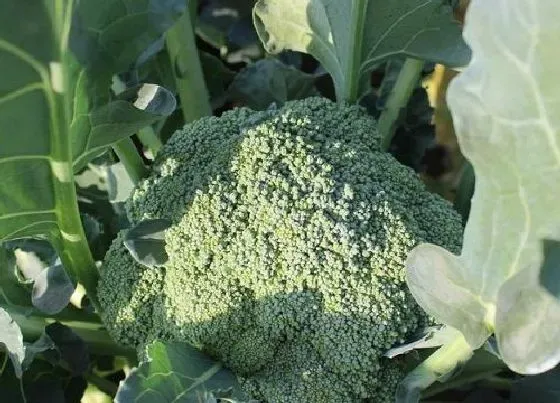 蔬菜|西兰花是碳水还是蔬菜 属于碳水化合物类蔬菜