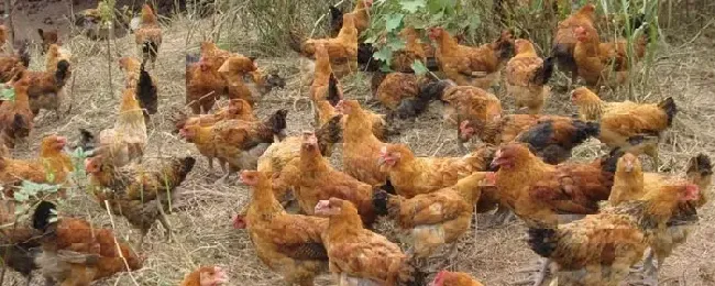 肉鸡腺病毒症状