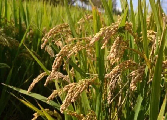 种植前景|2022年水稻什么品种好（今年杂交水稻主栽品种推荐）