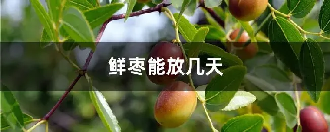 鲜枣能放几天