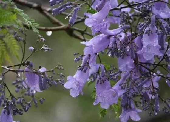 种植前景|蓝花楹种植条件 适合在哪里种植