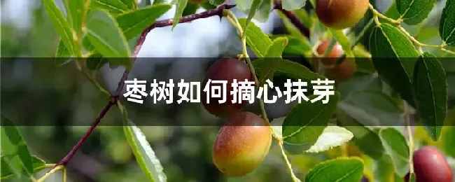 枣树如何摘心抹芽