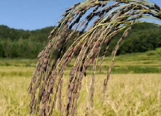 种植前景|胭脂稻种植条件 产地在哪些地方