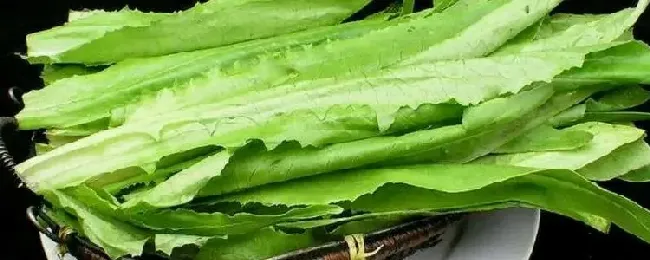 莴笋叶子是不是油麦菜？