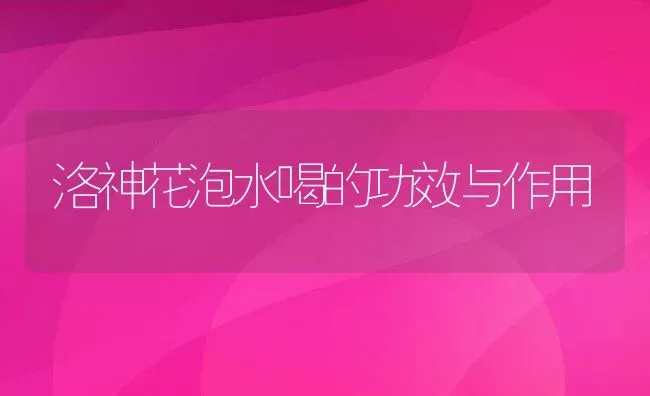 洛神花泡水喝的功效与作用 | 养殖资料投稿