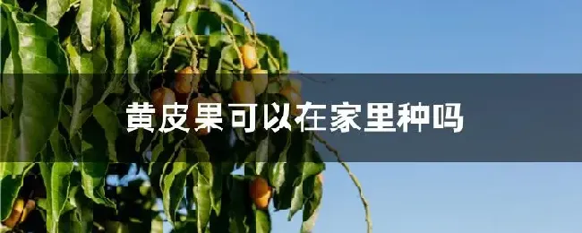 黄皮果可以在家里种吗