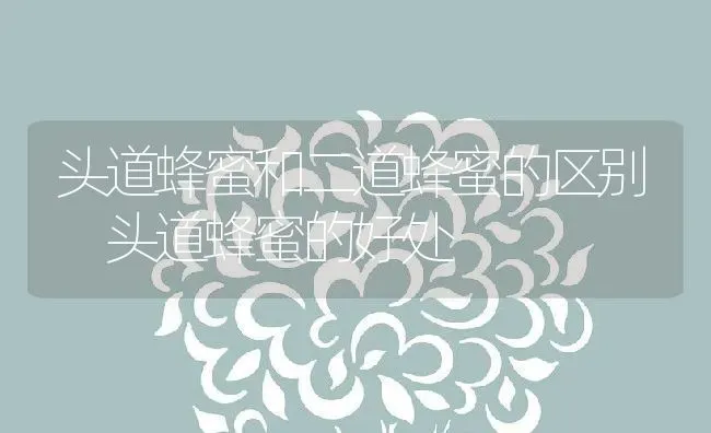 头道蜂蜜和二道蜂蜜的区别 头道蜂蜜的好处 | 养殖资料投稿