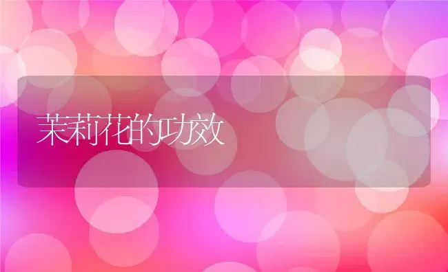茉莉花的功效 | 养殖资料投稿