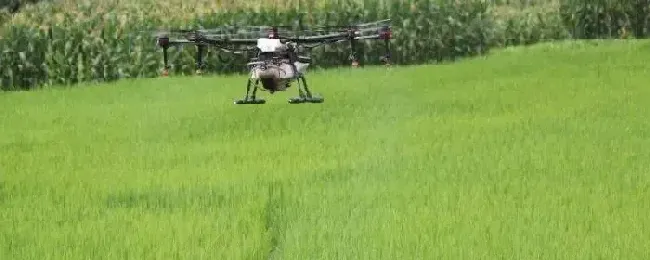 中稻田什么时间打药打药后几个小时下雨不影响效果