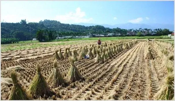 小伙成为农村“编织专家”，看他是如何利用稻草发家致富的！ | 致富养殖项目