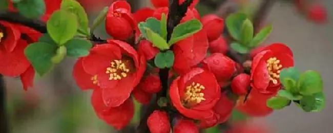 海棠花与桃花有什么不同？