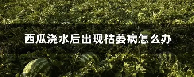 西瓜浇水后出现枯萎病怎么办