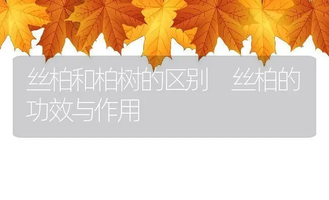 丝柏和柏树的区别 丝柏的功效与作用 | 养殖资料投稿