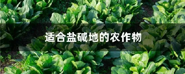 适合盐碱地的农作物