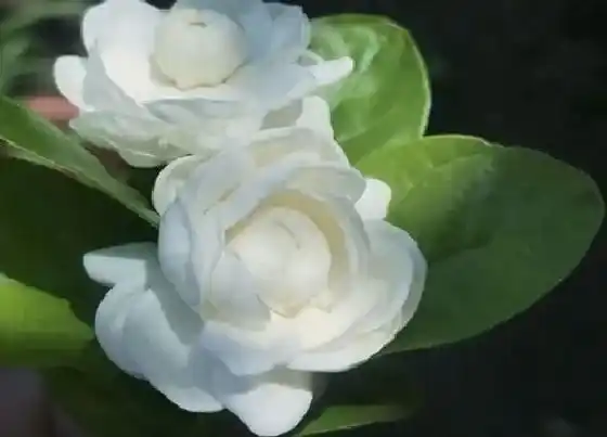 养花|广东冬天适合种什么花