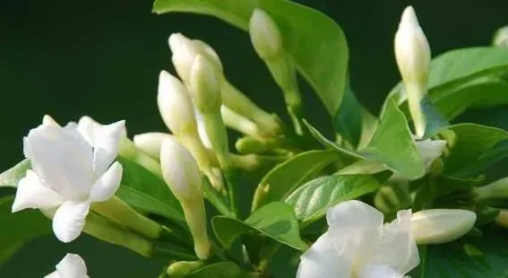 桅子花的养殖方法和注意事项有哪些