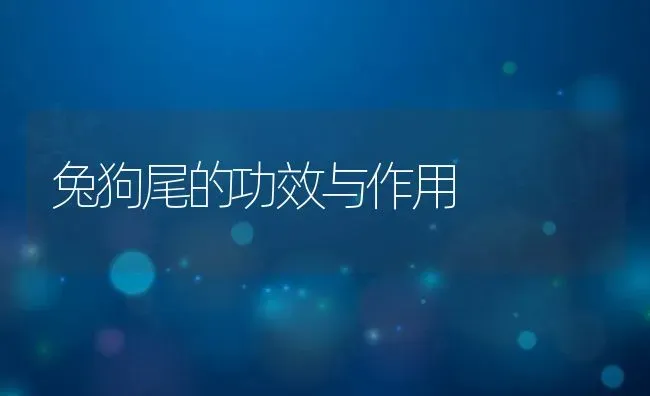 兔狗尾的功效与作用 | 养殖资料投稿