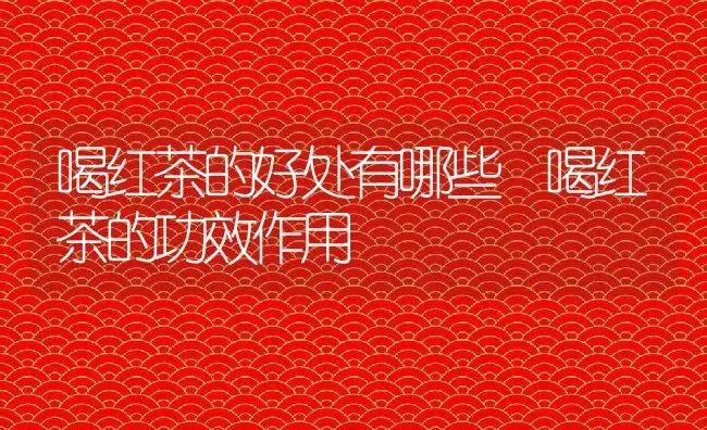 喝红茶的好处有哪些 喝红茶的功效作用 | 养殖资料投稿
