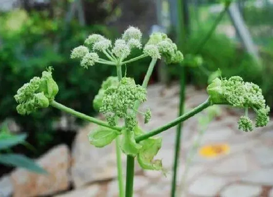 种植前景|当归种植条件和气候 适合什么地方种植