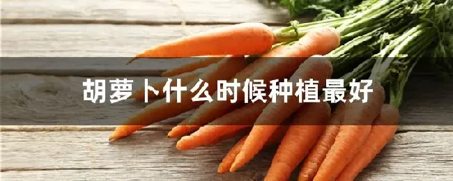 胡萝卜什么时候种植最好