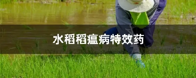 水稻稻瘟病特效药