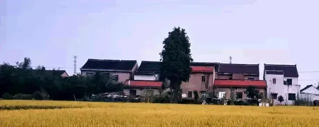 水稻矮缩病病如何防治