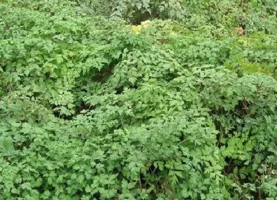 种植前景|当归种植条件和气候 适合什么地方种植