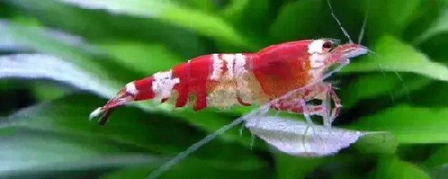 水晶虾和什么鱼混养
