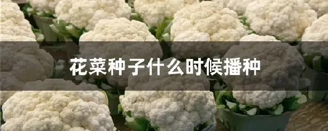 花菜种子什么时候播种