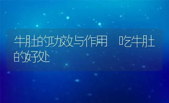 牛肚的功效与作用 吃牛肚的好处 | 养殖资料投稿