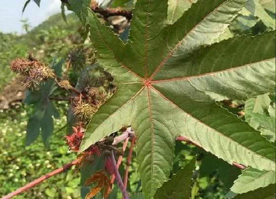 种植前景|蓖麻亩产量多少斤