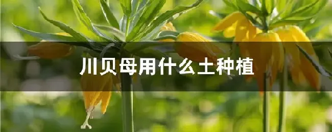 川贝母用什么土种植