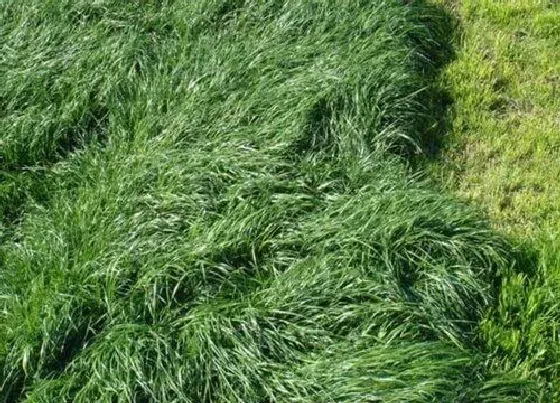 种植前景|牧草亩产量多少斤