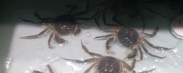螃蟹五壳什么时候脱
