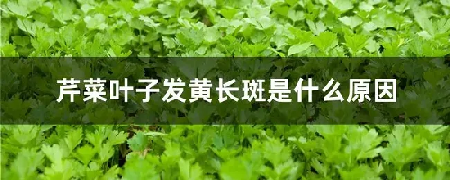 芹菜叶子发黄长斑是什么原因