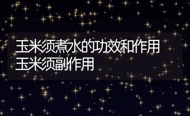 玉米须煮水的功效和作用 玉米须副作用 | 养殖资料投稿