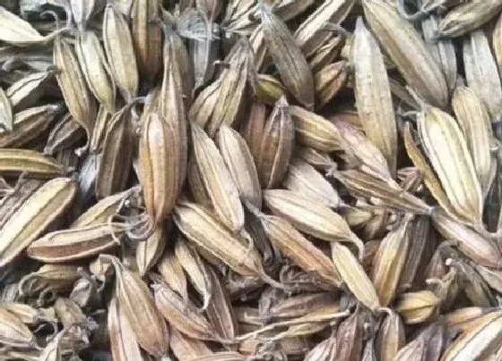 种植前景|白芨亩产量多少斤