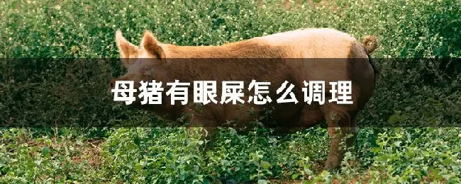 母猪有眼屎怎么调理