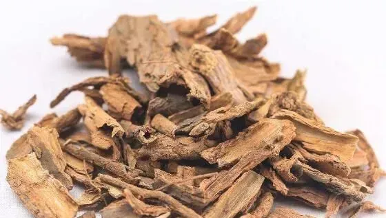 地骨皮的功效与作用 地骨皮的禁忌