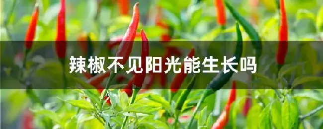 辣椒不见阳光能生长吗