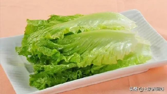 种菜|9月份适宜种什么蔬菜（秋天九月中旬是种什么蔬菜的季）