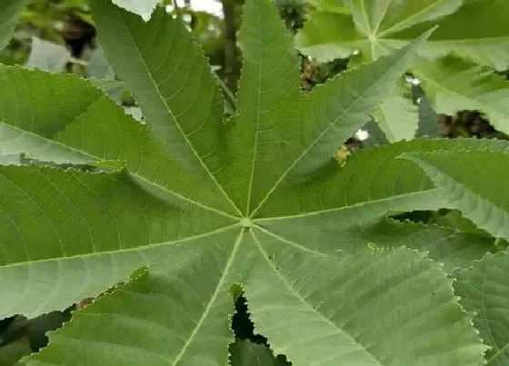 种植前景|蓖麻亩产量多少斤