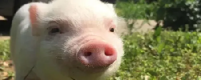 养猪地面用什么
