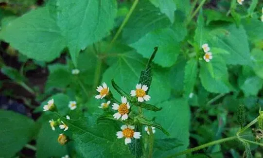 野辣椒草有什么功效 野辣椒草的药用价值