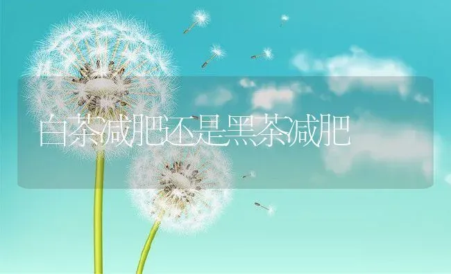 白茶减肥还是黑茶减肥 | 养殖资料投稿