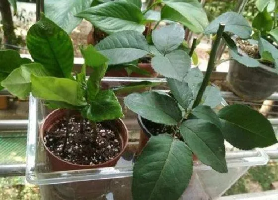 养花|炉渣可以种花吗