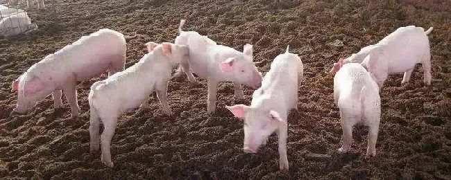 猪后腿后面全是紫色斑点是什么原因导致的如何治疗