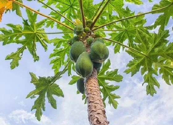 种植前景|木瓜树北方可以种吗