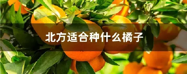 北方适合种什么橘子