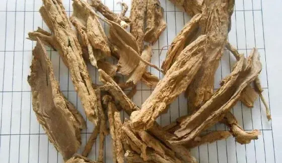 地骨皮的功效与作用 地骨皮的禁忌